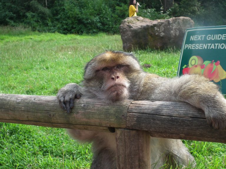 Trentham Monkey Forest